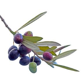 Olivovník - semena
