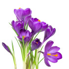 Krokus