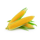 BIO kukuřice
