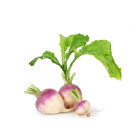 BIO ostatní kořenová zelenina