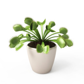 Masožravé rostliny