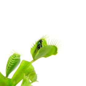 Ostatní masožravky