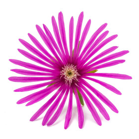 Lampranthus