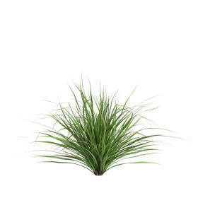 Citronela
