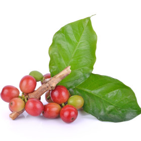 Exotické užitkové