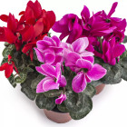 Brambořík - trvalky