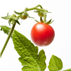 Rajčata vhodná do skleníku