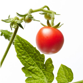 Rajčata vhodná do skleníku