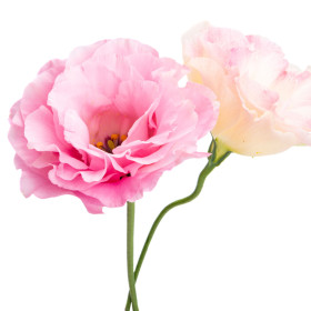 Eustoma