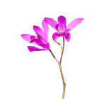 Orchidej