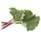 Rebarbora - sazenice