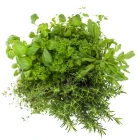 Výsevní pásky bylinek