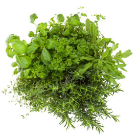 Výsevní pásky bylinek