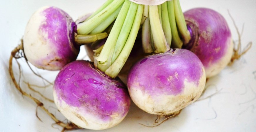 Sázíme a pěstujeme - Ředkve a vodnice