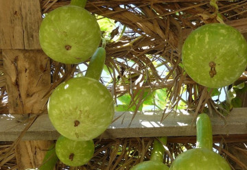 U pergoly nemusíte pěstovat jen okrasné keře - 1. část