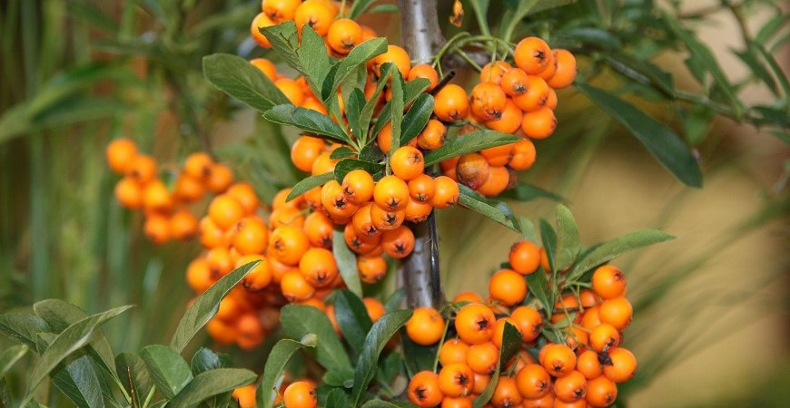 Čekáte na úrodu, která stále nepřichází? Některé rostliny je třeba vysazovat v párech