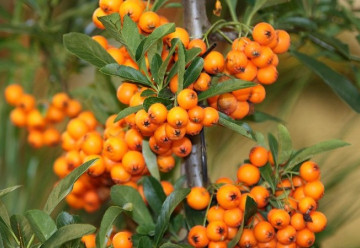 Čekáte na úrodu, která stále nepřichází? Některé rostliny je třeba vysazovat v párech