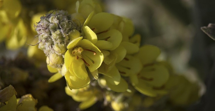 Divizna a její význam v léčitelství