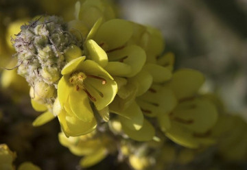 Divizna a její význam v léčitelství