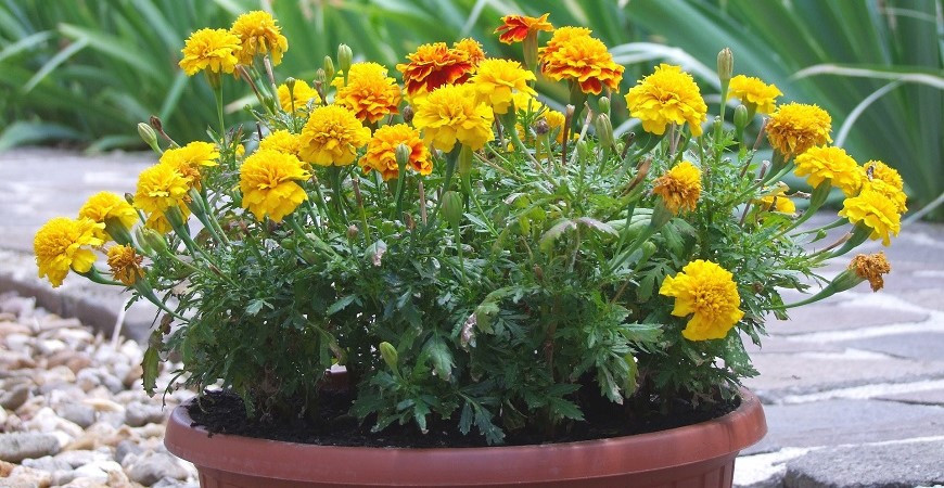 Aksamitník čili afrikán - ochránce zahrady před různými škůdci