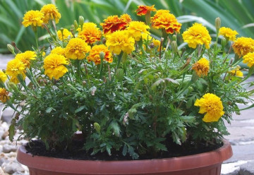 Aksamitník čili afrikán - ochránce zahrady před různými škůdci