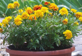 Aksamitník čili afrikán - ochránce zahrady před různými škůdci