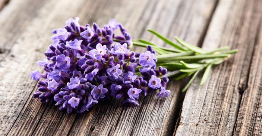 I jen jeden trs levandule provoní celou zahradu či terasu