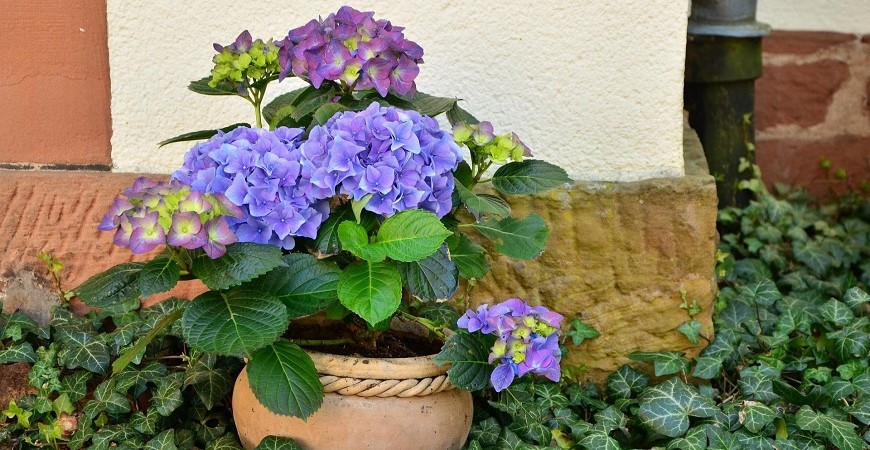 Pečujete správně o hortenzie?