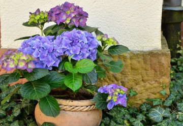 Pečujete správně o hortenzie?