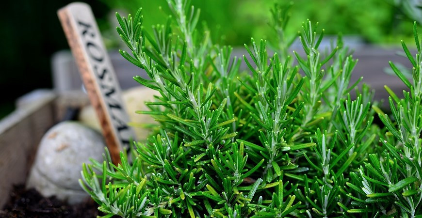 I v našich klimatických podmínkách lze pěstovat rozmarýn po celý rok 