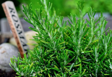 I v našich klimatických podmínkách lze pěstovat rozmarýn po celý rok 