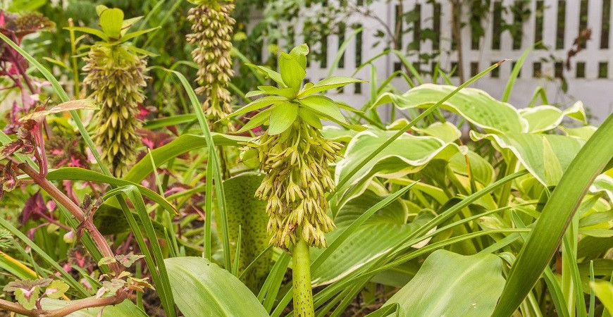 Sázíme a pěstujeme - Chocholatice