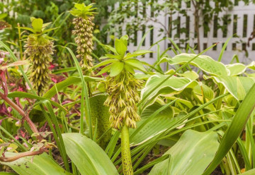 Sázíme a pěstujeme - Chocholatice