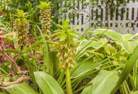Sázíme a pěstujeme - Chocholatice