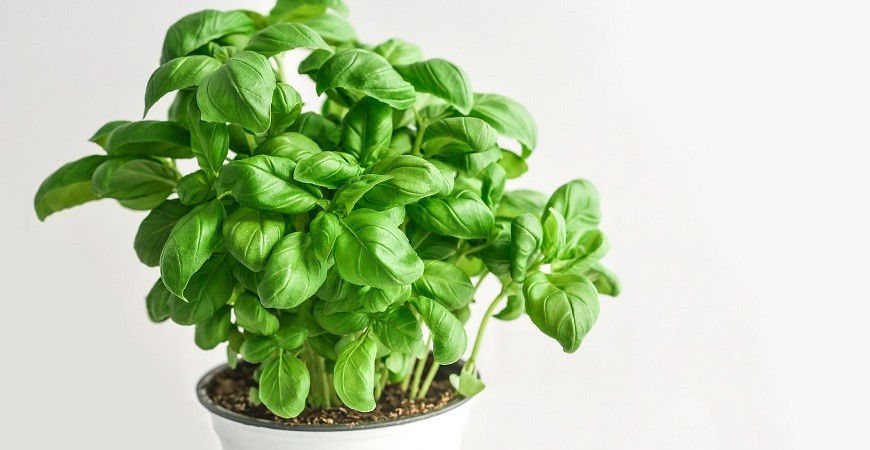 Bazalka, bylinka připomínající chuť Itálie