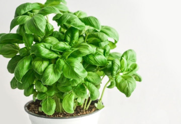 Bazalka, bylinka připomínající chuť Itálie