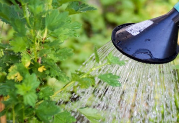 Proč je důležité vápnění zahrady?