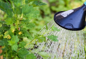 Proč je důležité vápnění zahrady?