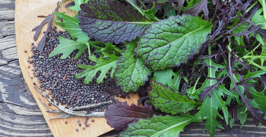 Že znáte jen pekingské zelí? Zkuste si letos vysadit i jiné druhy asijských zelenin - 2.část