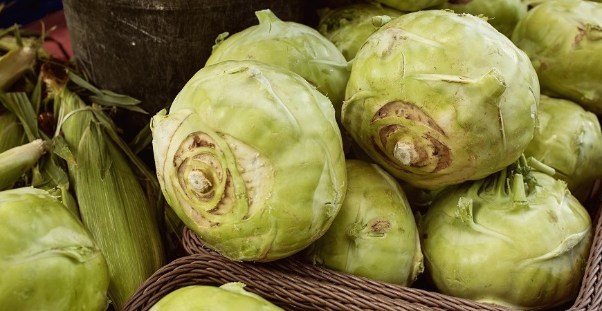 Při volbě správné odrůdy můžete kedlubny pěstovat od jara do zámrazu