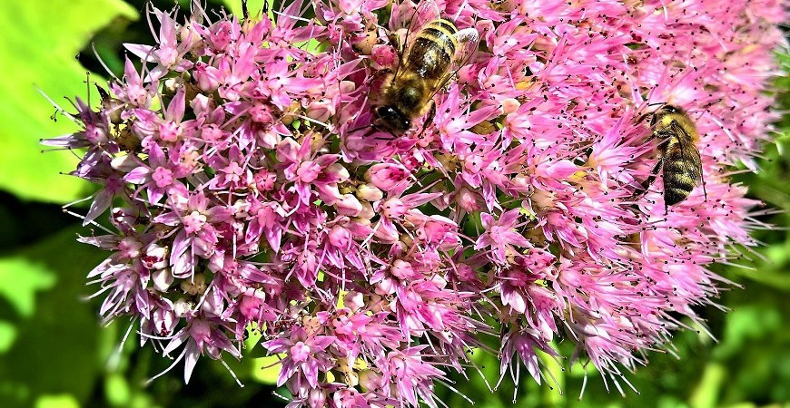 Opomíjené rostliny okrasných zahrad - rozchodníky, hodí se do suchých zahrad, skalek i na střechy