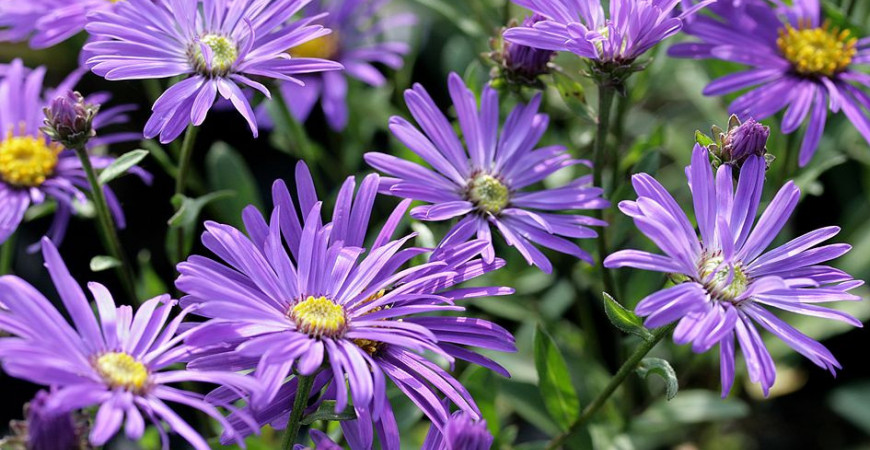Hvězdnice - krásky s rozmanitou škálou barev a tvarů
