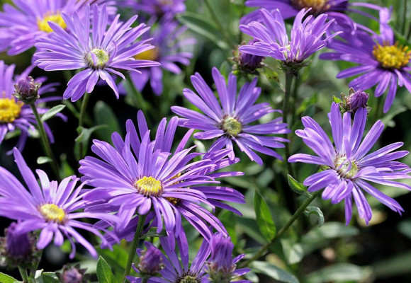 Hvězdnice - krásky s rozmanitou škálou barev a tvarů
