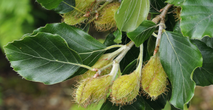 Na podzim sázíme listnaté, ovocné i okrasné stromy a keře