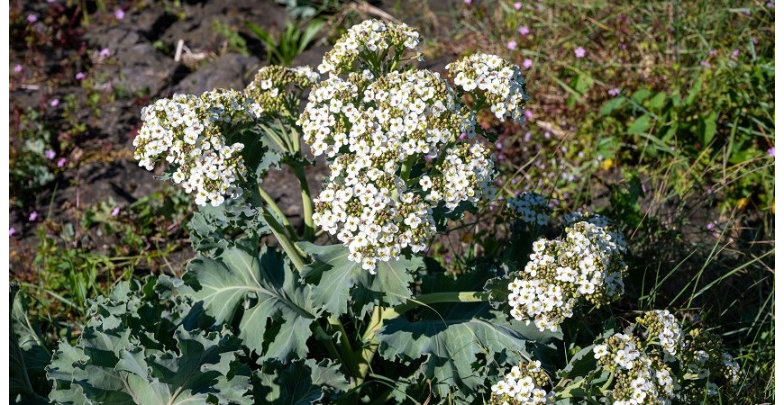 Sázíme a pěstujeme - Katrán přímořský