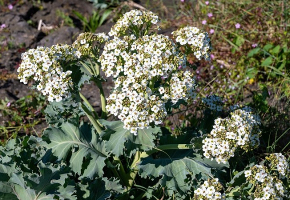 Sázíme a pěstujeme - Katrán přímořský