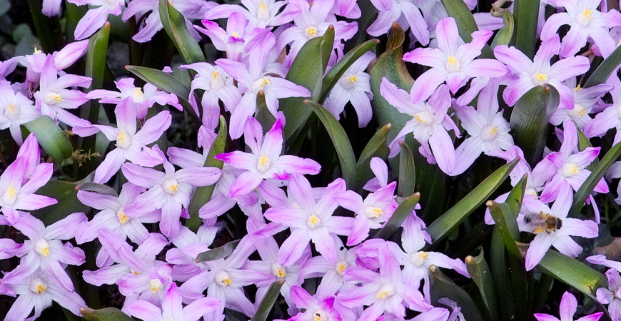 Jarní cibuloviny sázíme teď, na podzim, květy nás potěší až na jaře