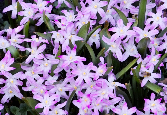 Jarní cibuloviny sázíme teď, na podzim, květy nás potěší až na jaře