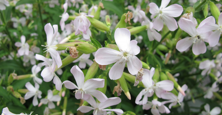 Mydlice nejen do koupelny