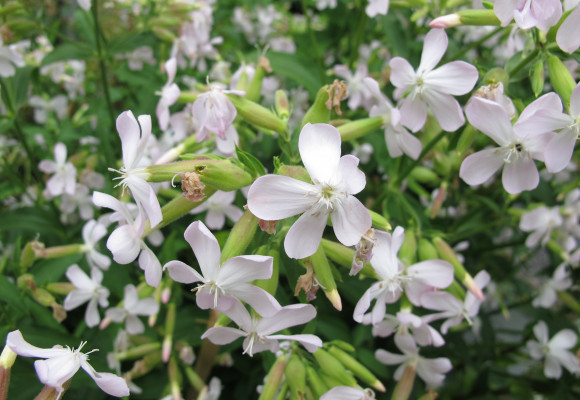 Mydlice nejen do koupelny